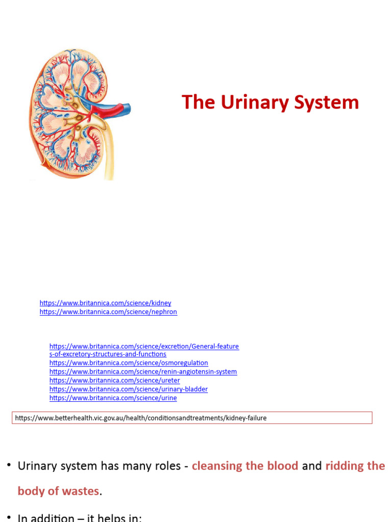 urine-formation-for-class-12-pdf-lymphatic-system-kidney