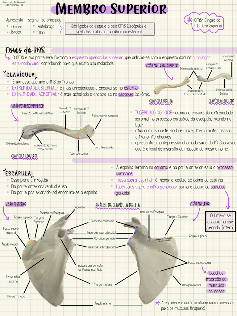 Resumo Ossos Membros Superiores Pdf Anatomia Sistema Locomotor