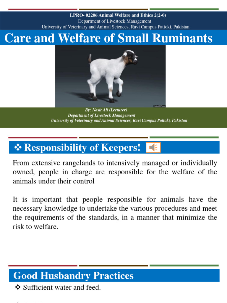 Small Ruminant Care and Welfare Guide | PDF | Goat | Animal Welfare