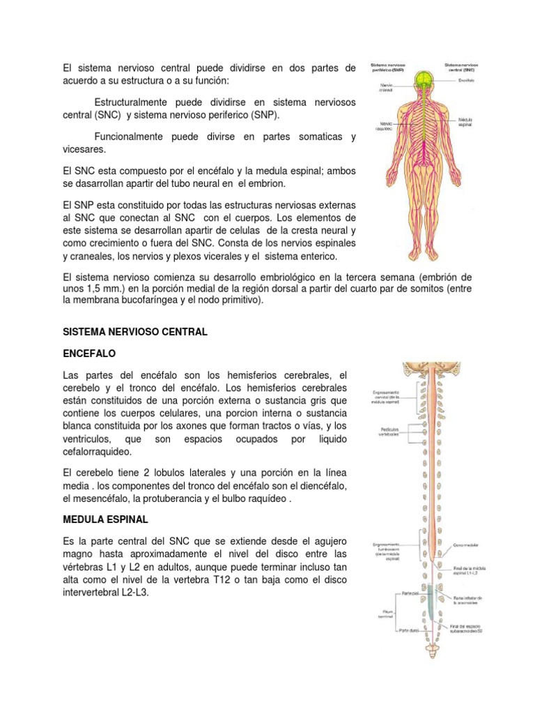 Estructura y desarrollo del sistema nervioso | PDF | Médula espinal ...