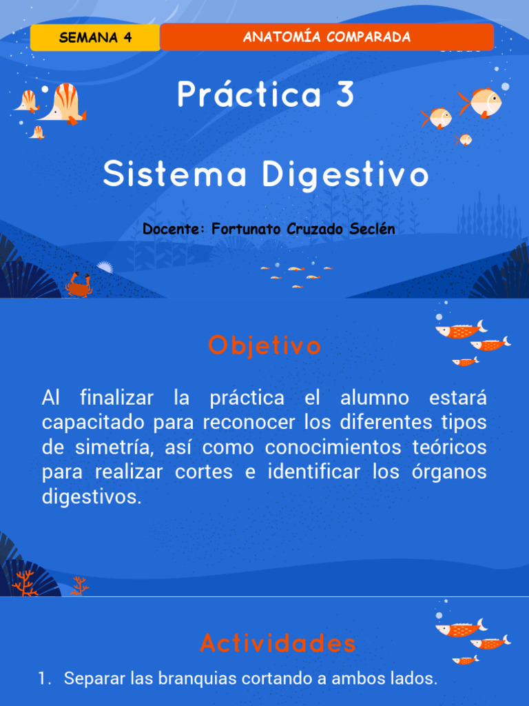 ANATOMIA COMPARADA PRACTICA 3 PDF