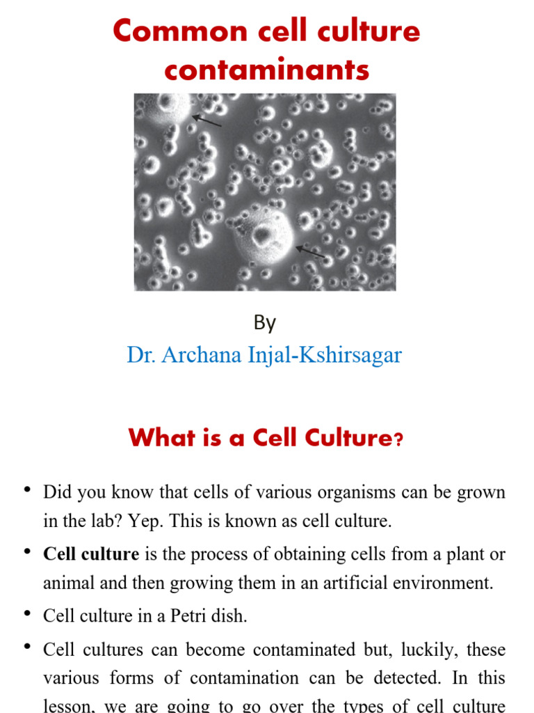 Common Cell Culture Contaminants | PDF | Cell Culture | Mycoplasma
