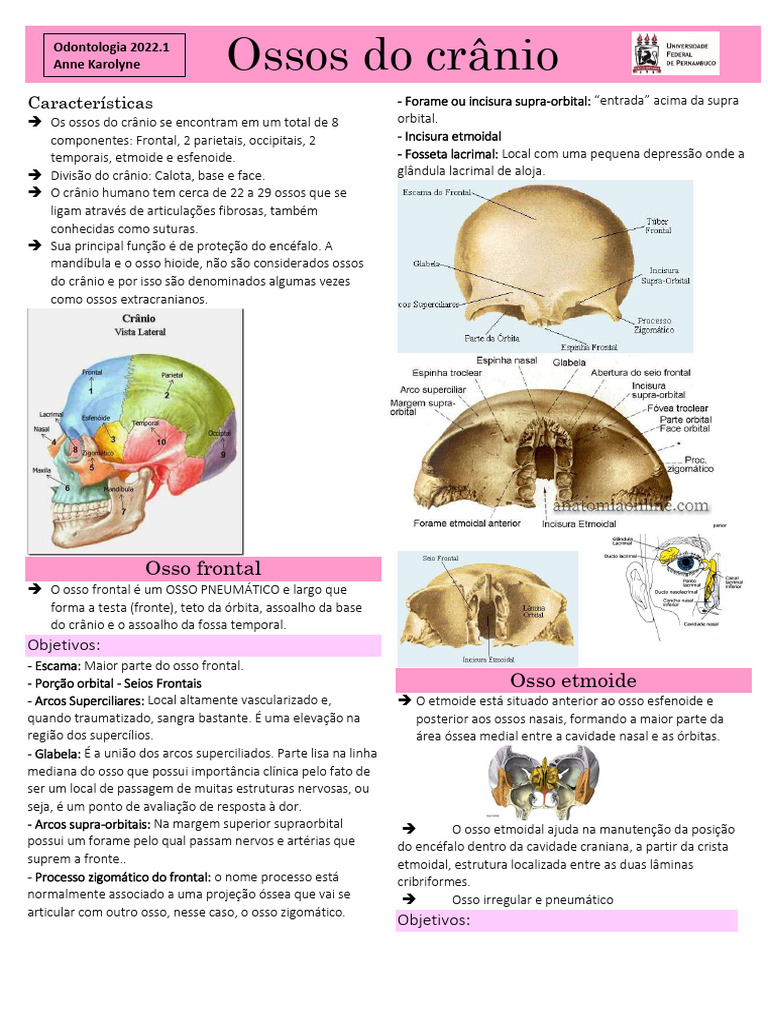 Ossos Do Crânio Download Grátis Pdf Cabeça E Pescoço Humano Anatomia
