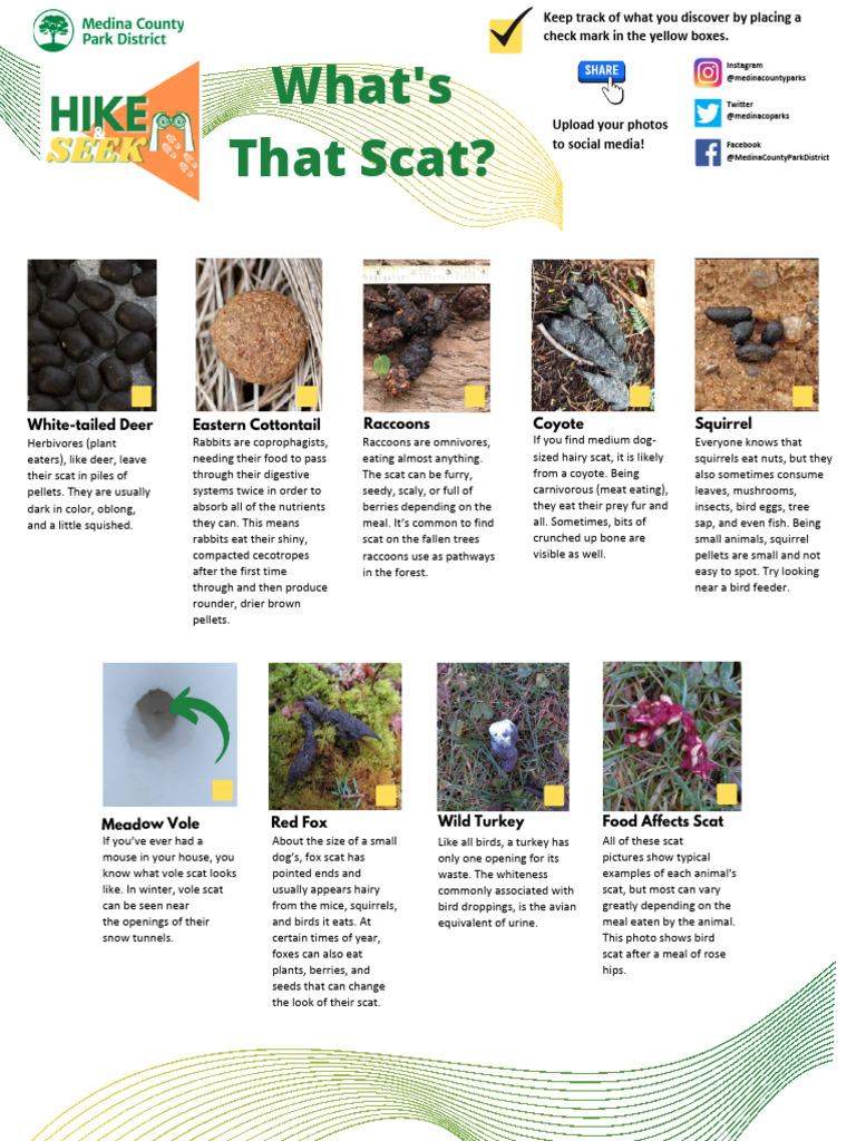 What Does Woodchuck Scat Look Like? Decoding Animal Identifiers in Nature’s Hidden Trails