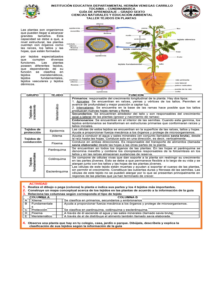 2.1 - 6° Taller Tejidos en Plantas - 6° | PDF | Raíz | Tallo de la planta