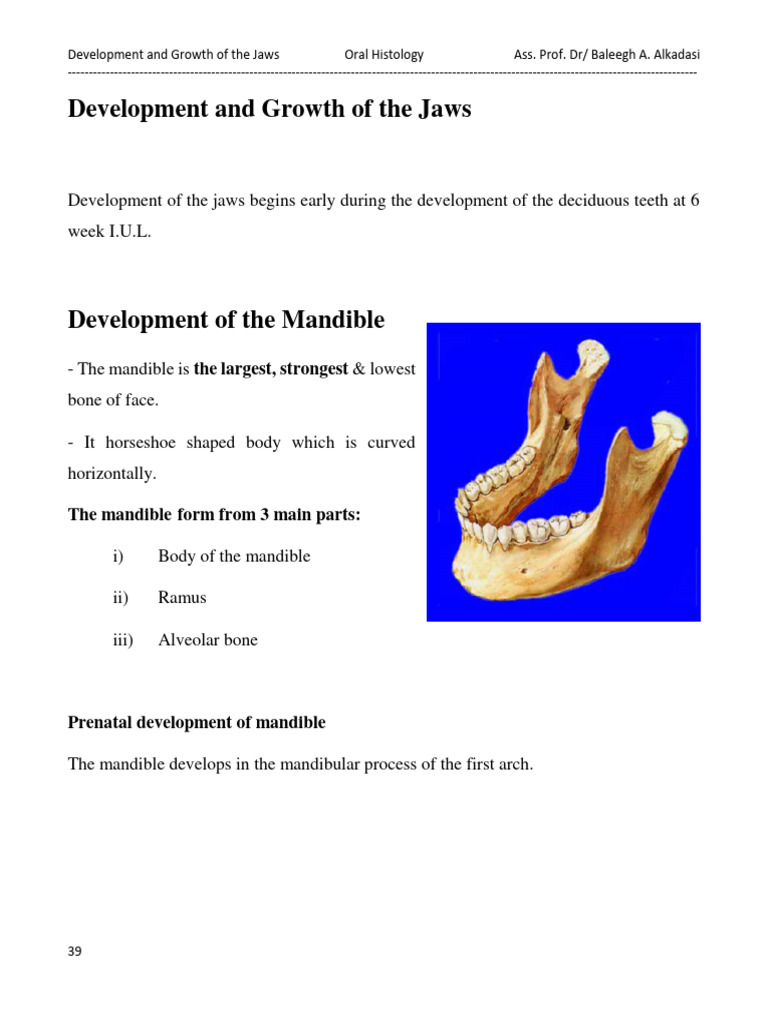 Alveolar Bone Development in Jaws | PDF | Anatomy | Skeletal System