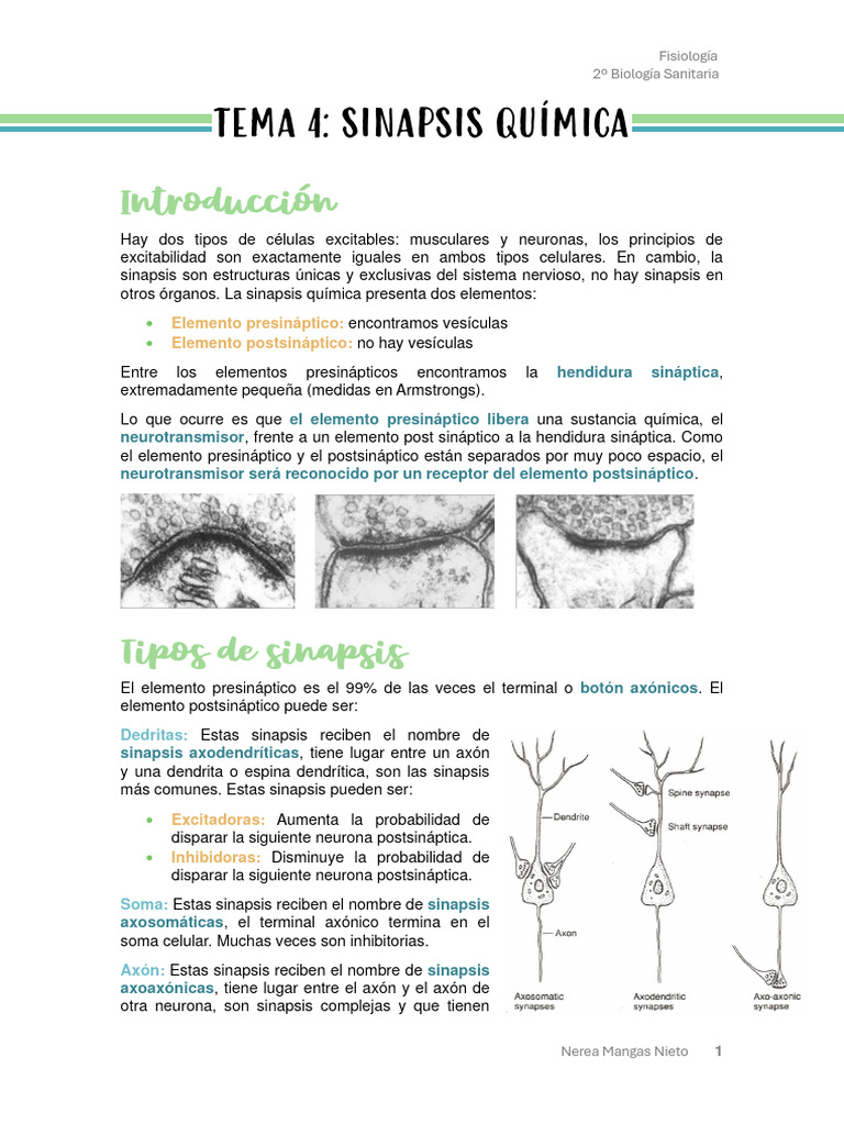 Fisiología de la Sinapsis Química | PDF | Sinapsis | Sinapsis química