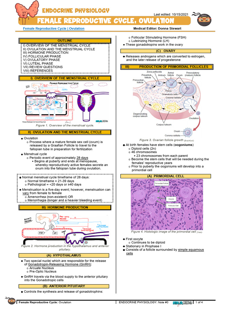 Female Ovulation Cycle Explained | PDF | Menstrual Cycle | Ovary