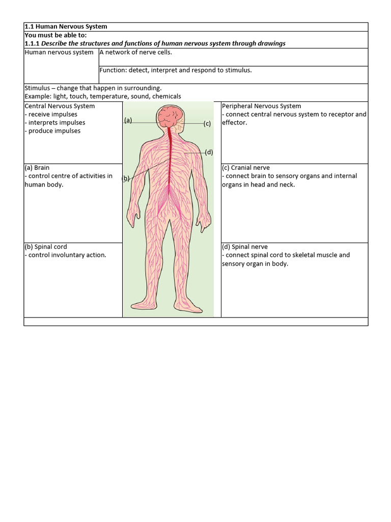 1.1 Human Nervous System | PDF | Nervous System | Nerve
