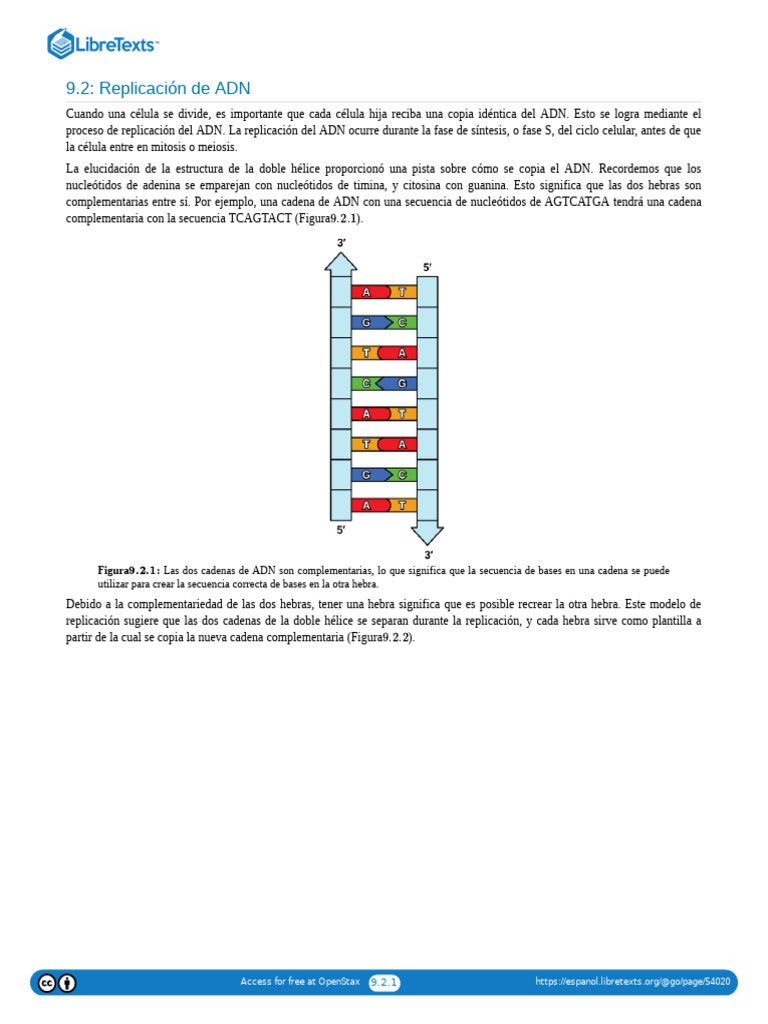 Replicación de ADN: Proceso y Enzimas | PDF | Replicación De Adn | Adn