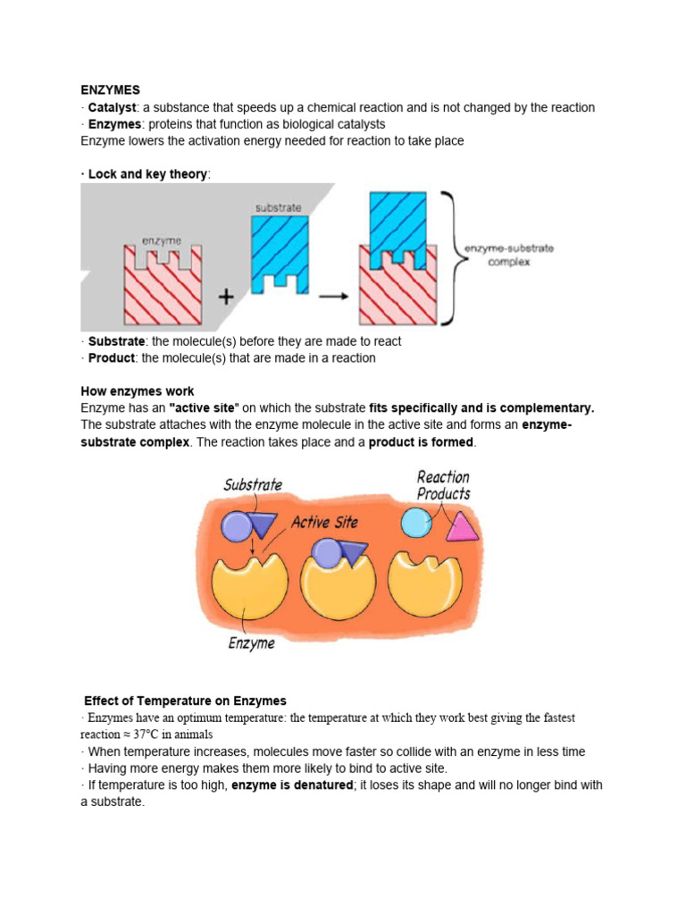 Enzymes Pdf Cooking Food Wine