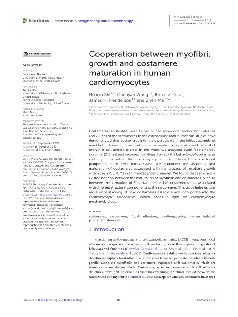 Cooperation Between Myofibril Growth and Costamere Maturation in Human ...