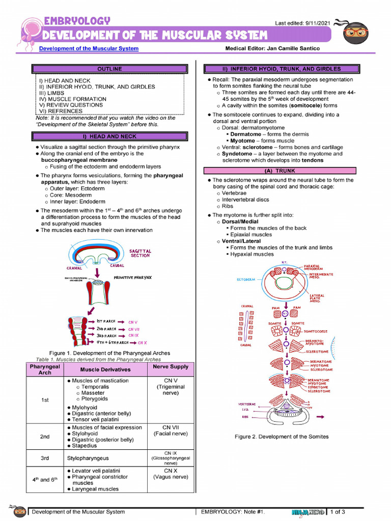 2nd Year Embryology Ninja Nerd | PDF