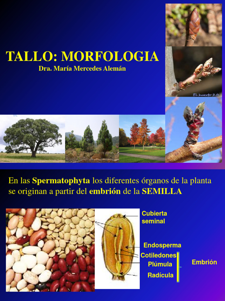 Clase 3 Tallo Morfolog%c3%Ada y Anatom%c3%Ada en Cr. 1 | PDF | Tallo de ...