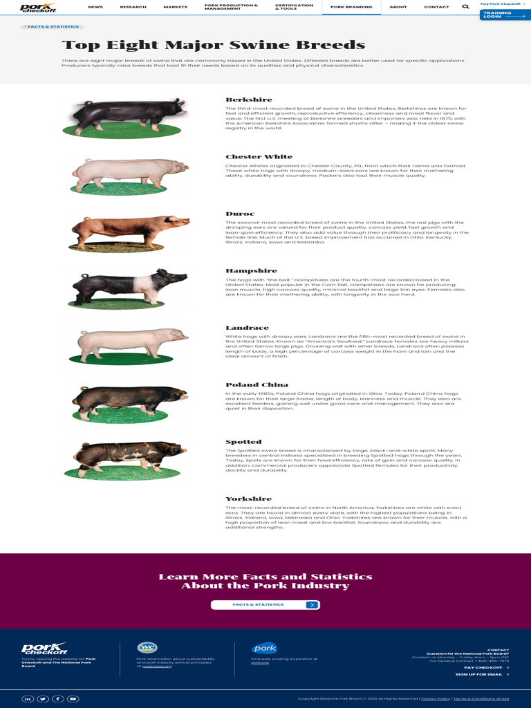 Top Eight Major Swine Breeds - Pork Checkoff | PDF | Livestock | Meat