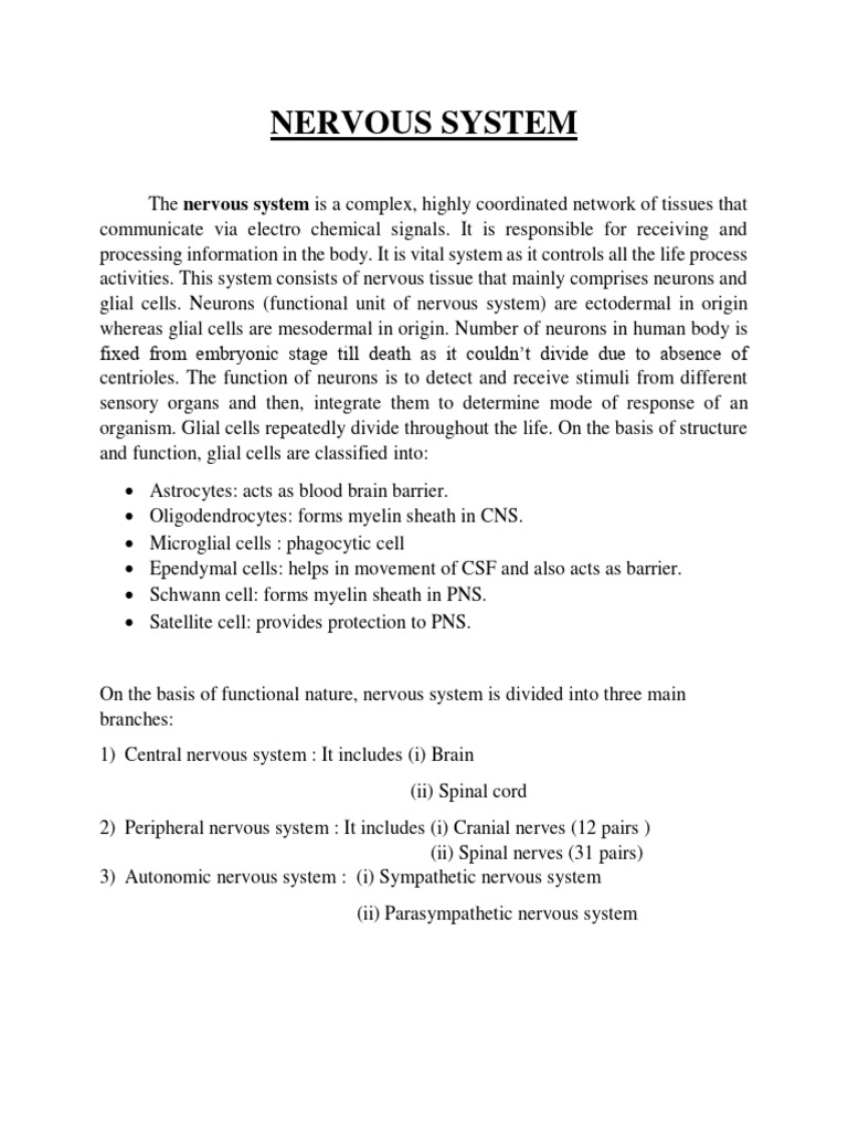 Overview of the Nervous System Functions | PDF | Cerebrum | Nervous System