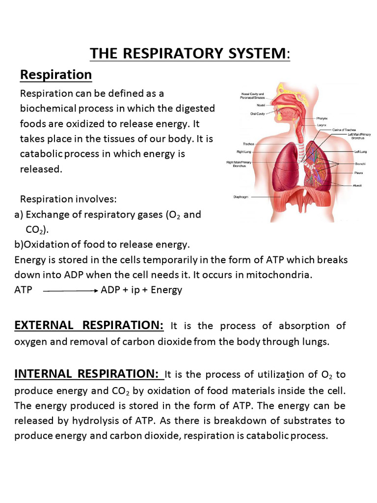 Respiratory system visual data 7
