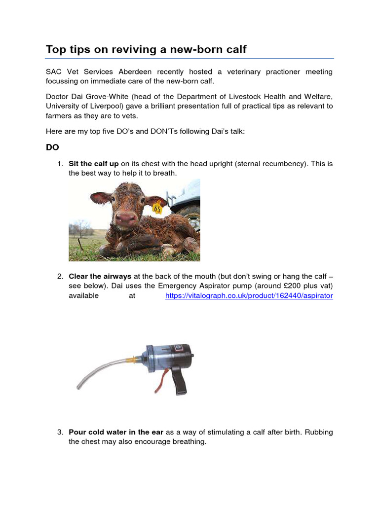 Newborn Calf Care: Top Tips & Mistakes | PDF