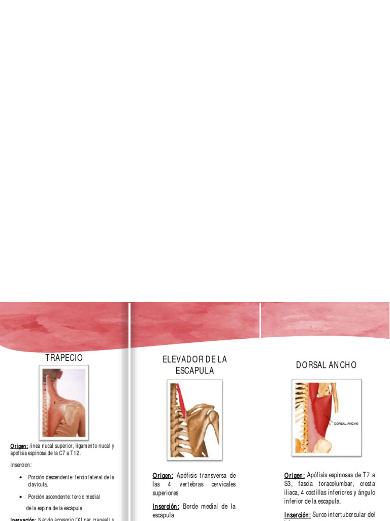 muscularuta del torso | Descargar gratis PDF | Sistema ...