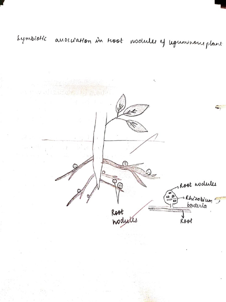 Experiment 16 Symbiotic Relationship PDF Home & Garden