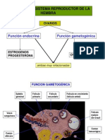 Fisiología del sistema reproductor femenino