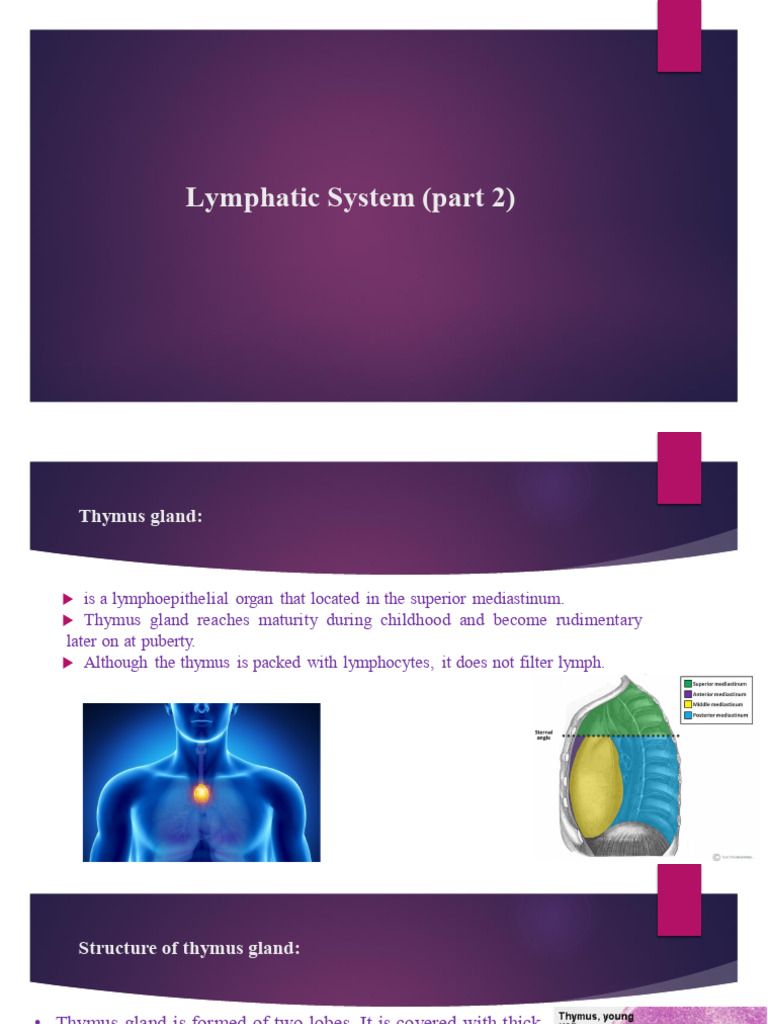 Lymphatic System Part 2 Pdf Lymphatic System Thymus