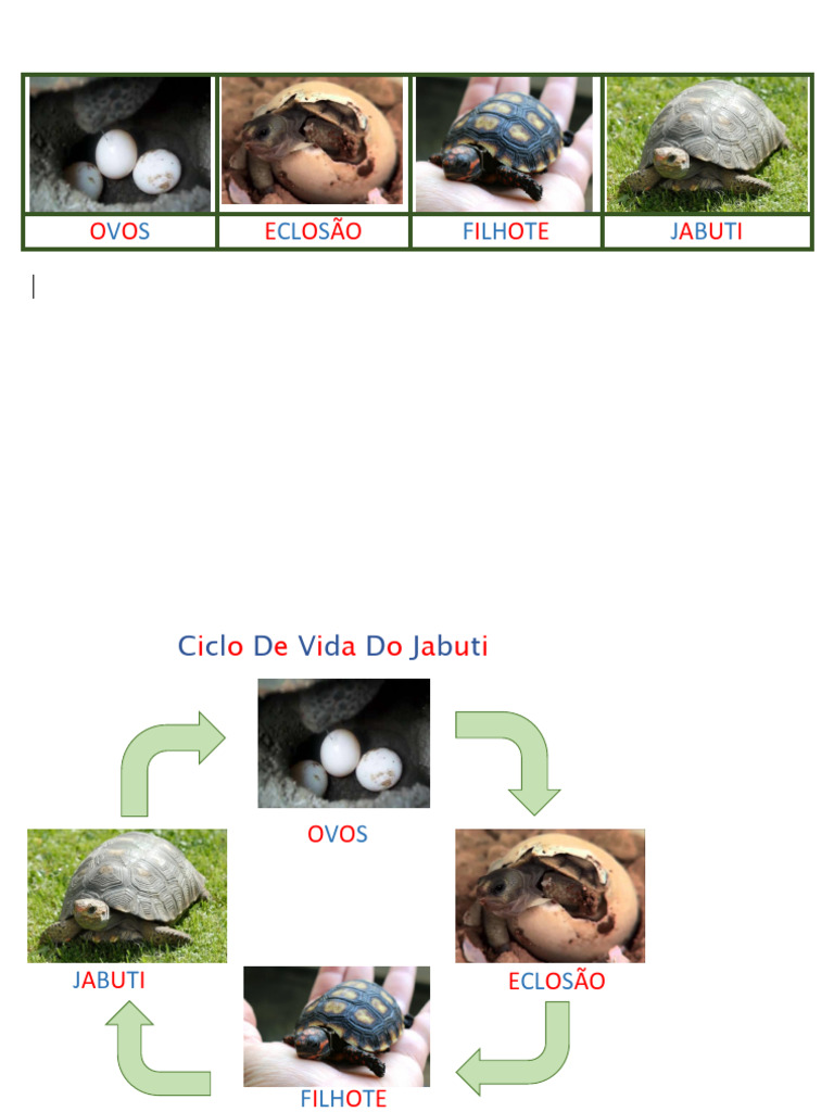 Ciclo Da Vida Do Jabuti | PDF | Bem-estar