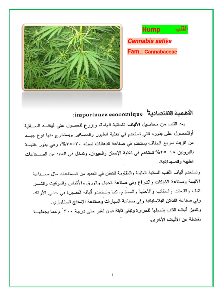 بنقلا Hump: a sativ s annabi C | PDF