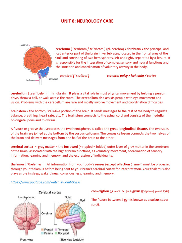 Neurology Care Essentials | PDF | Cerebrum | Cerebellum