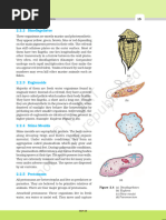 Biodiversity Alternaria | PDF | Taxonomy (Biology) | Phylogenetics
