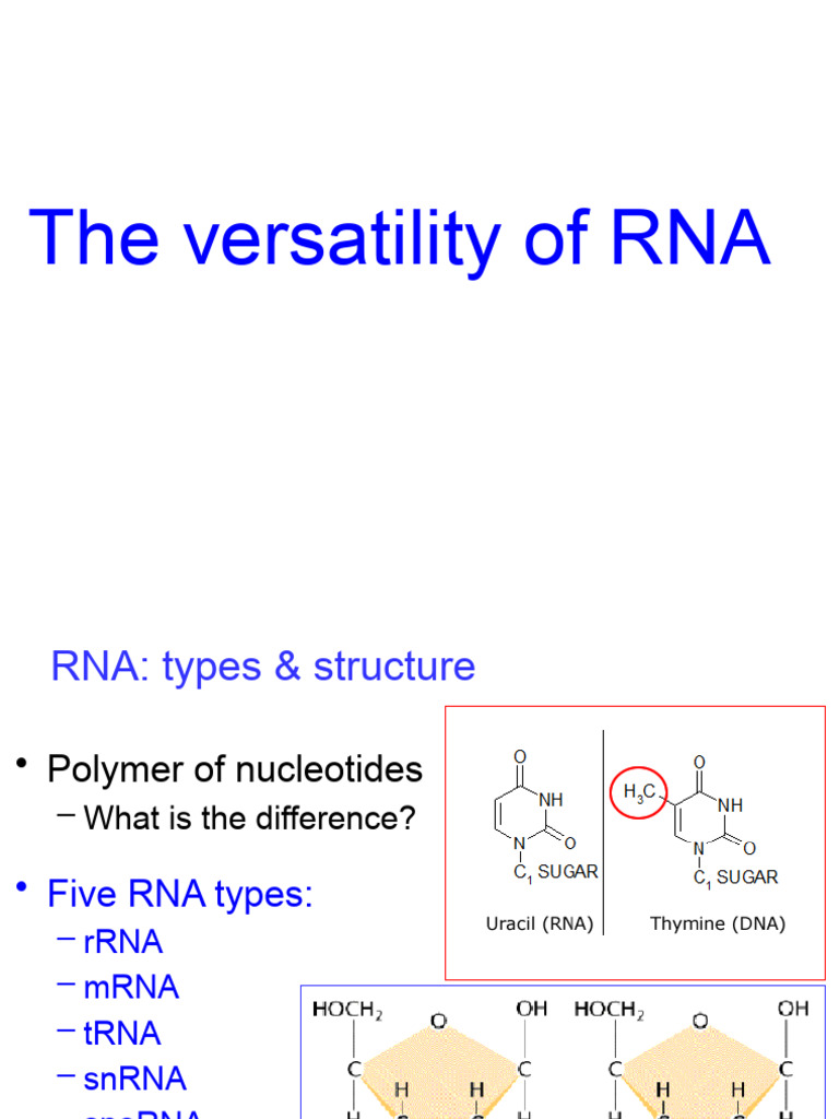 Ribonucleic Acid2 | PDF | Rna | Ribosomal Rna