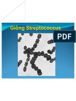 Streptococcus 2011