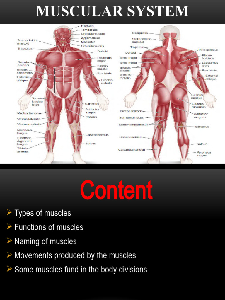 Muscular System | PDF