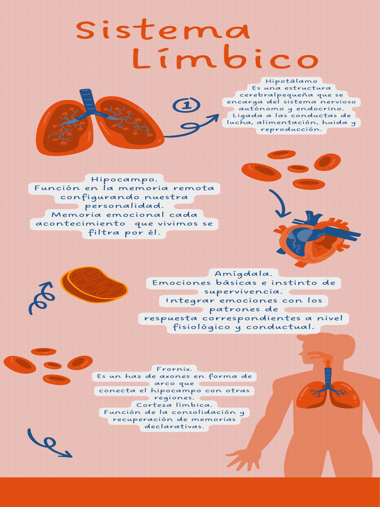cardiorespiratory-system-infographic-pdf-heart-rate-medical
