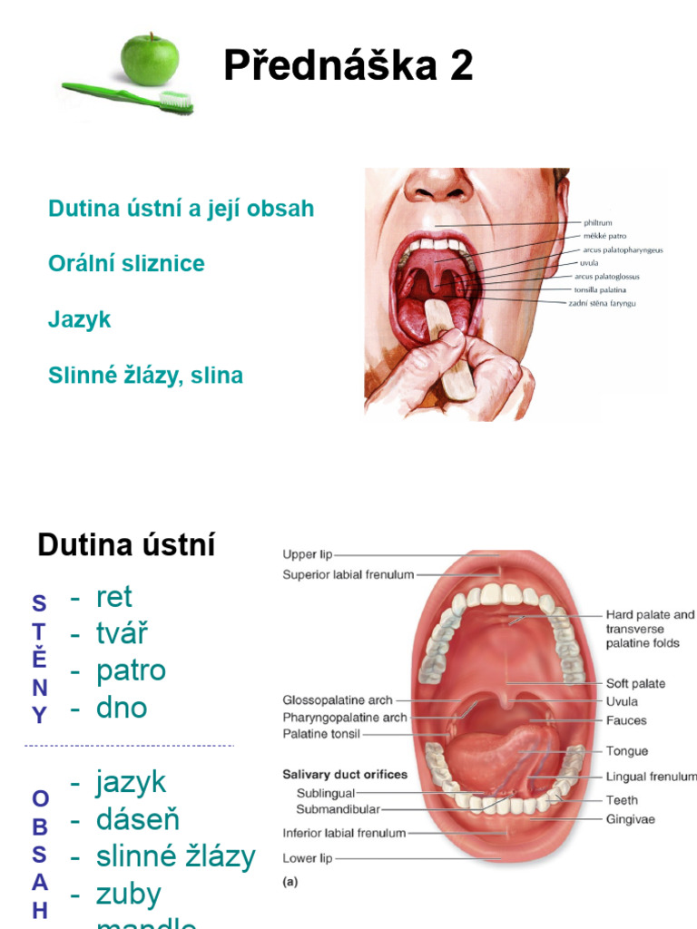 P2 - DEHY - Dutina Ustni | PDF
