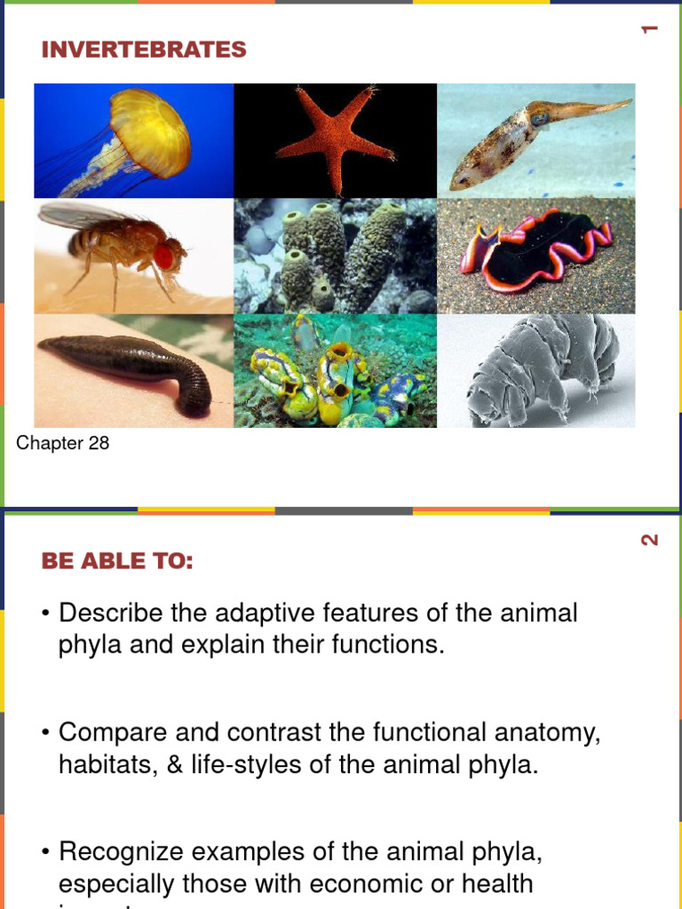 Chapter 28 | PDF | Mollusca | Nematode