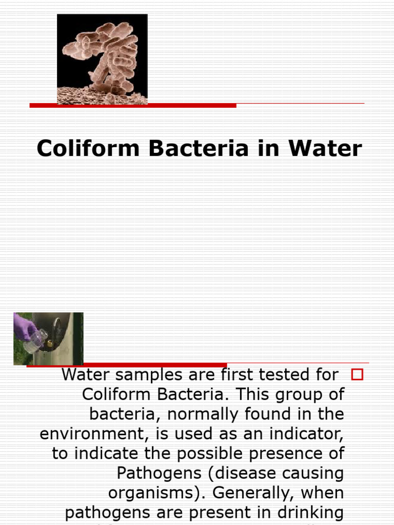 Coliform_Bacteria_in_Water_1697891813 | PDF | Medical Specialties ...