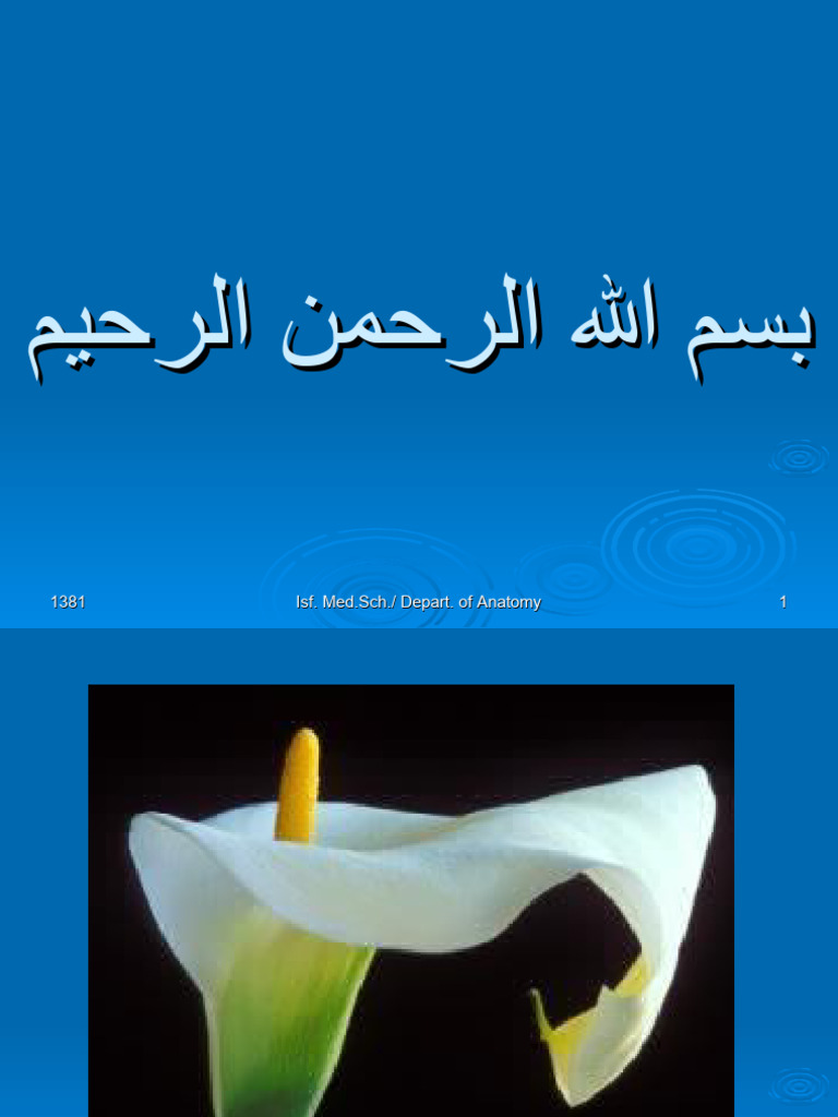 Pelvis 1 Pdf Pelvis Anatomy