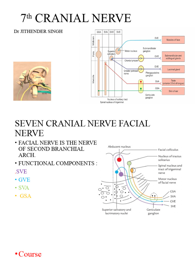 7th Cranial Nerve PDF Neuroscience Human Head And Neck