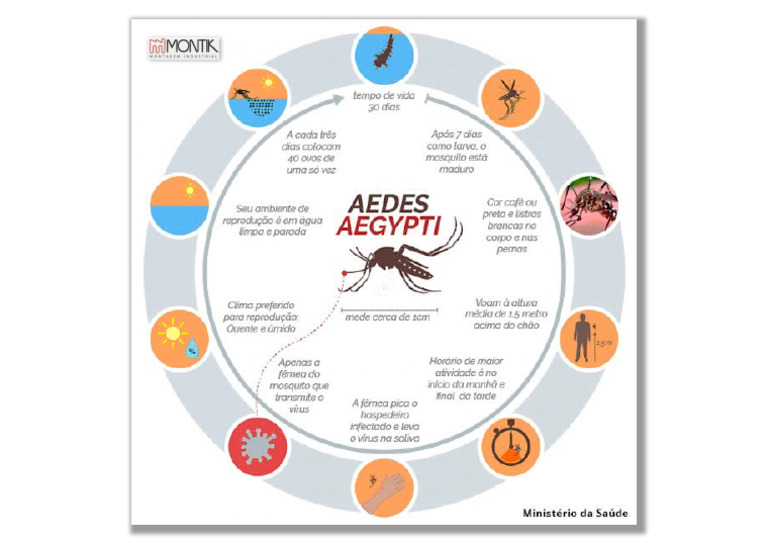 Dengue - Ciclo de Vida Do Mosquito | PDF