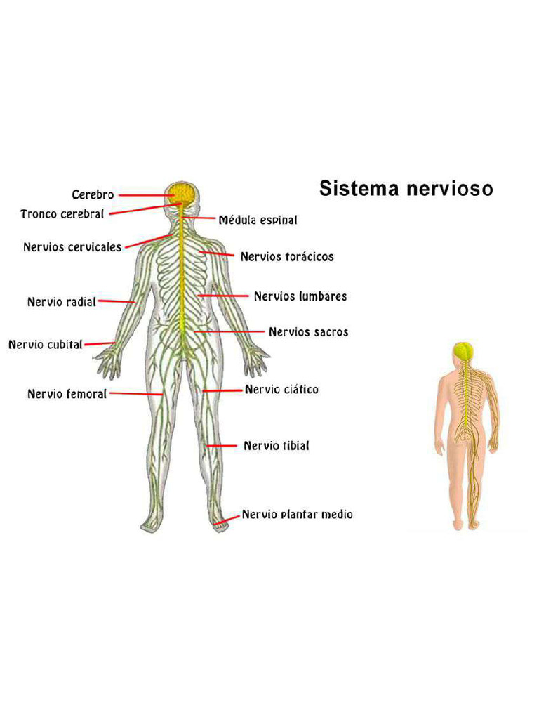 Partes Sistema Nervioso Pdf