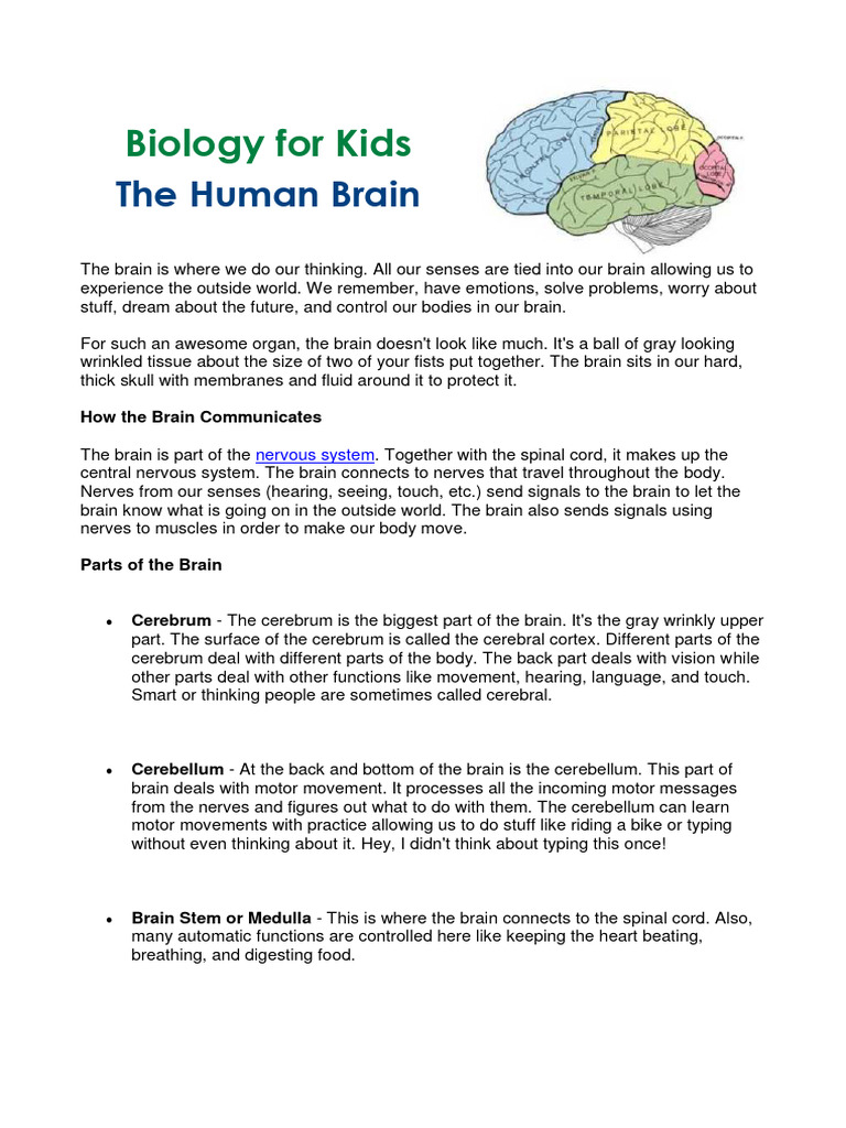The Human Brain | PDF | Brain | Central Nervous System image.