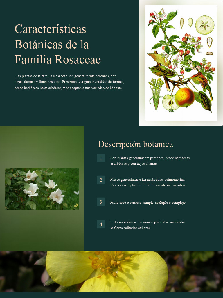 Caracteristicas botanicas de la familia rosaceae pdf manzana rosa