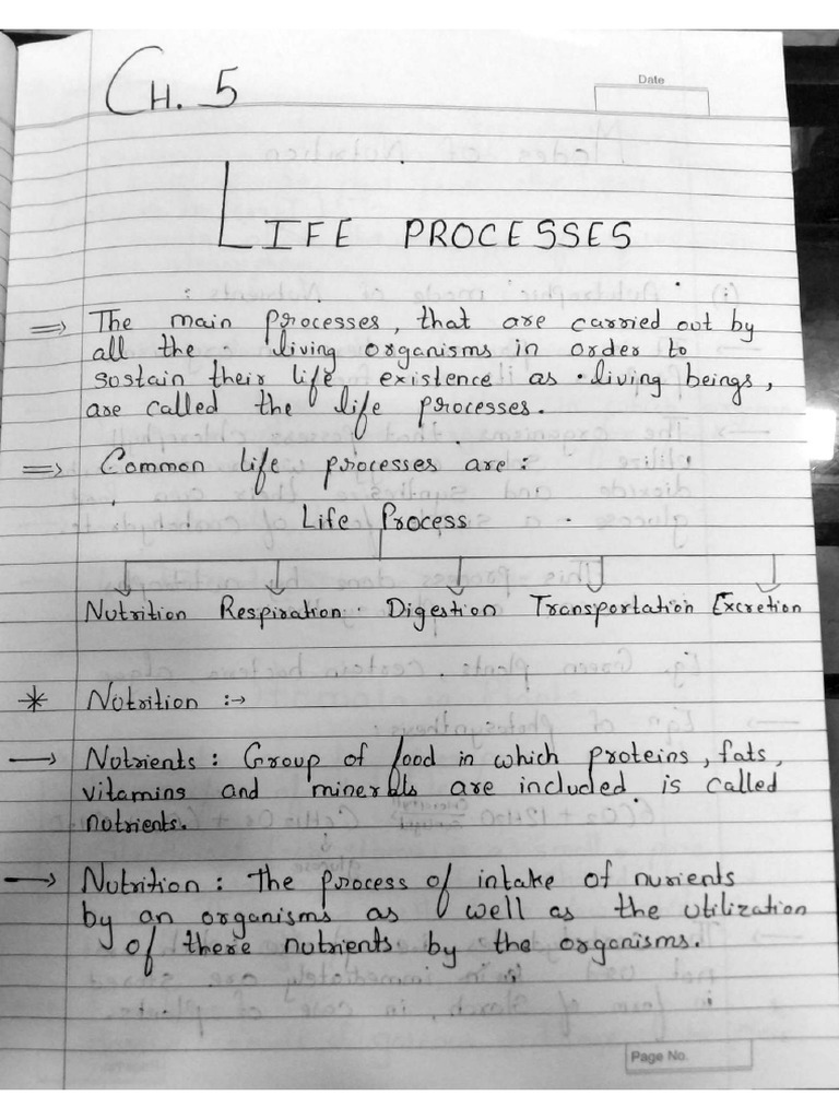 Science Chapter 5 | PDF