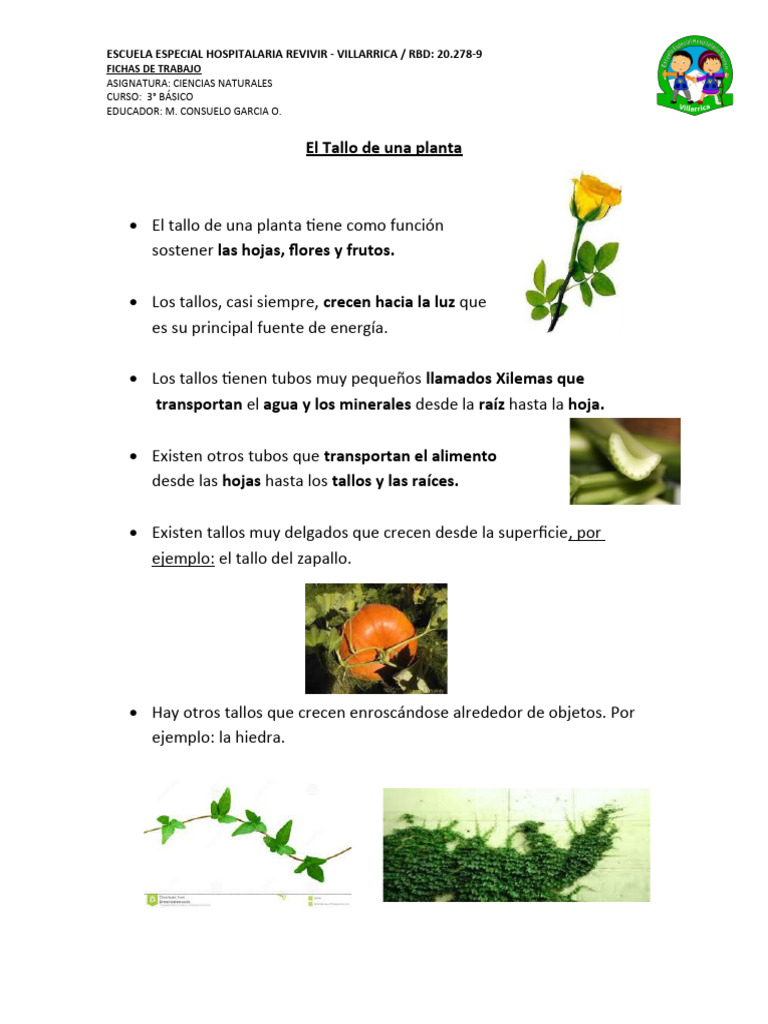 Funciones y Tipos de Tallo en Plantas | PDF | Tallo de la planta | Plantas