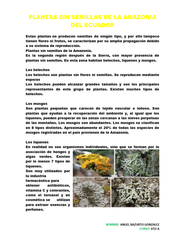 Plantas Sin Semillas de La Amazonia Del Ecuador | PDF