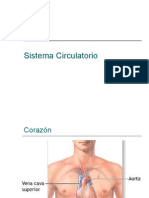 Sistema Circulatorio