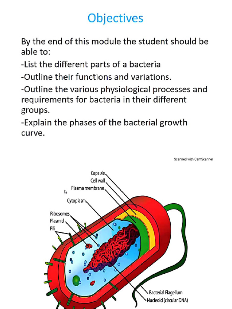 2 Bacteria Anatomy, G - Ve | PDF