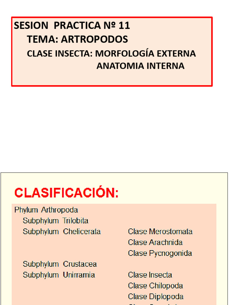 Zoo Inv - Practica Insecta 1 | PDF | Mosca | Anatomía
