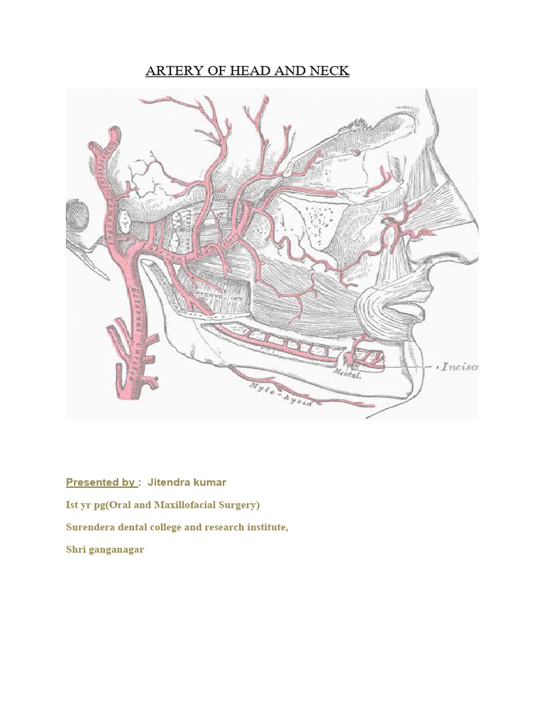 Artery of Head and Neck | PDF | Common Carotid Artery | Aorta